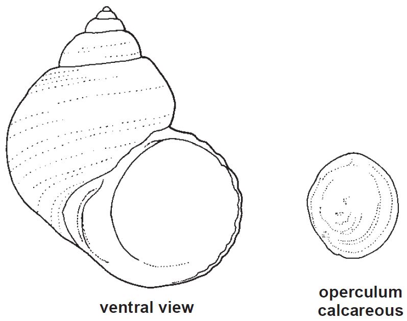 Turbinidae.JPG