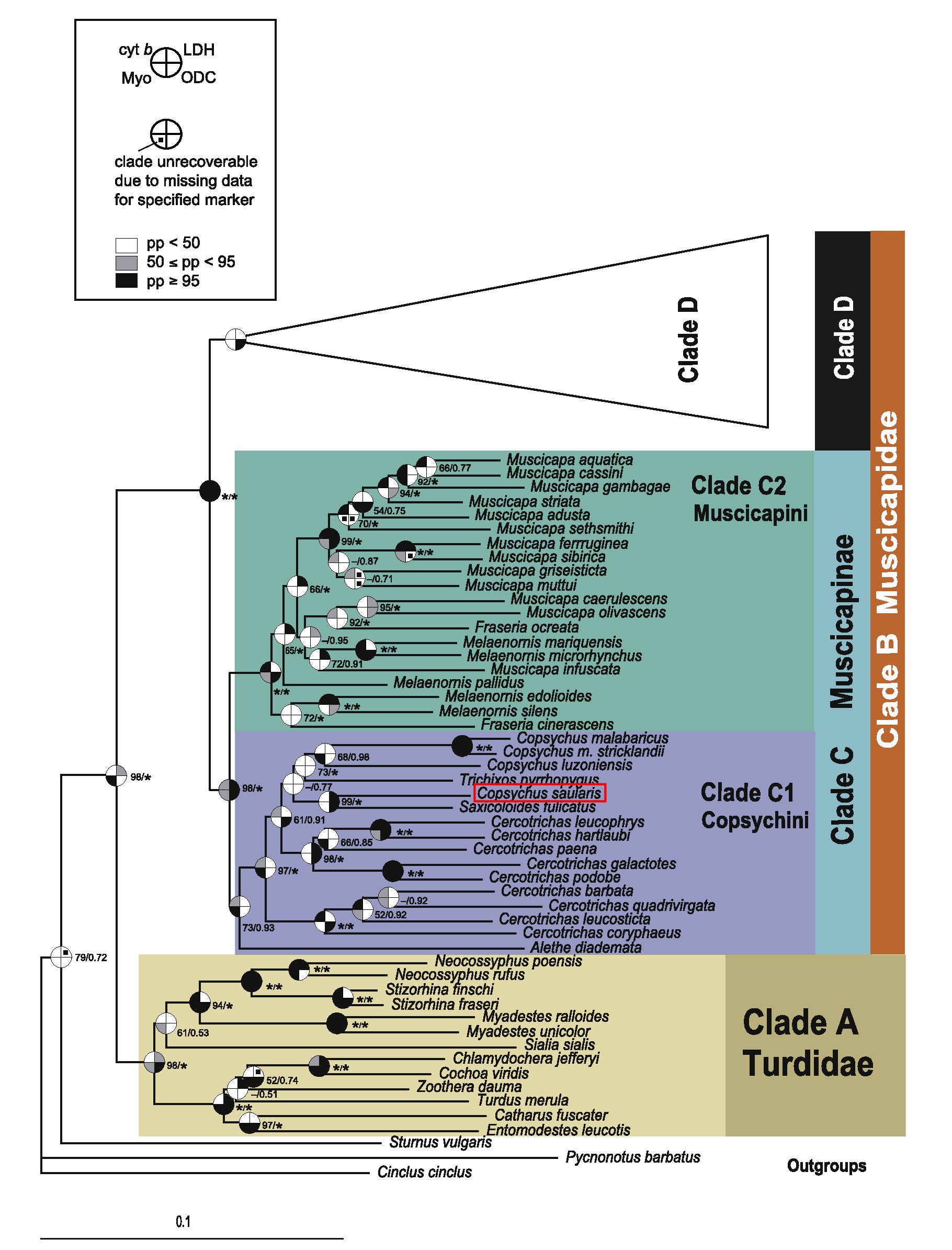 Turdidae phylogeny1_elizengyx (Cropped).jpg