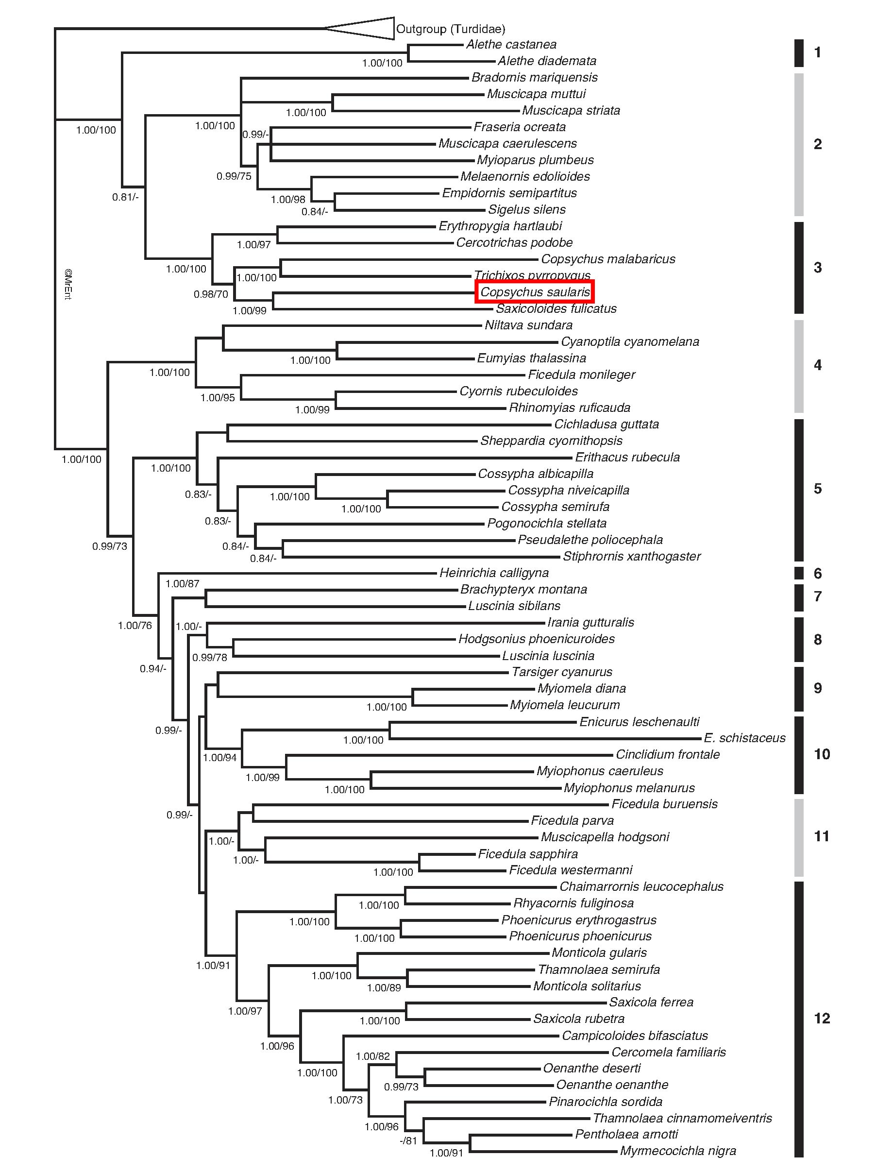 Turdidae phylogeny2_elizengyx (Cropped) .jpg