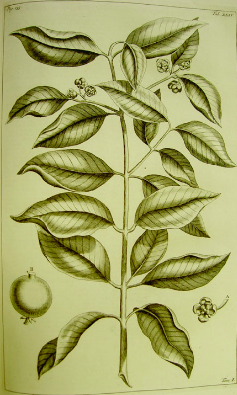 Type specimen for Garcinia celebica L. in Rumphius (1741)_Nazre 2010.png
