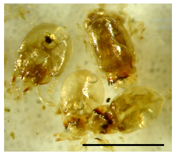 Undigested termite heads.png