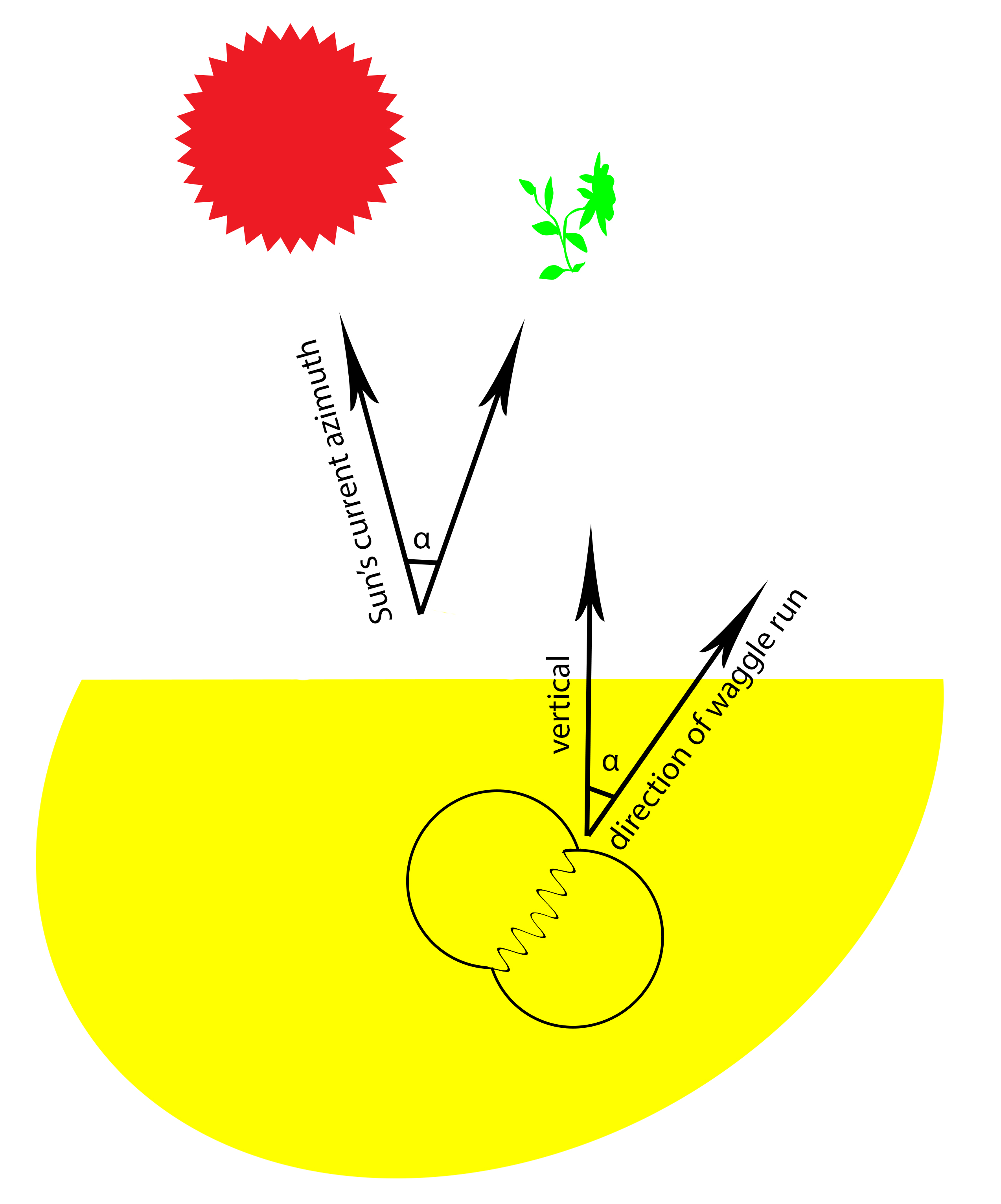 Waggle dance dorsata.jpg