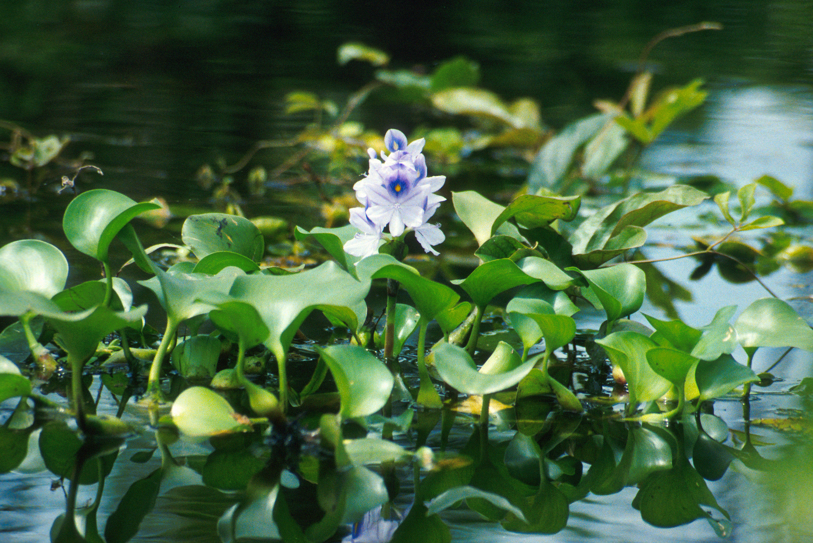 Water_hyacinth banner.jpg