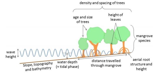 Wave attenuation.JPG