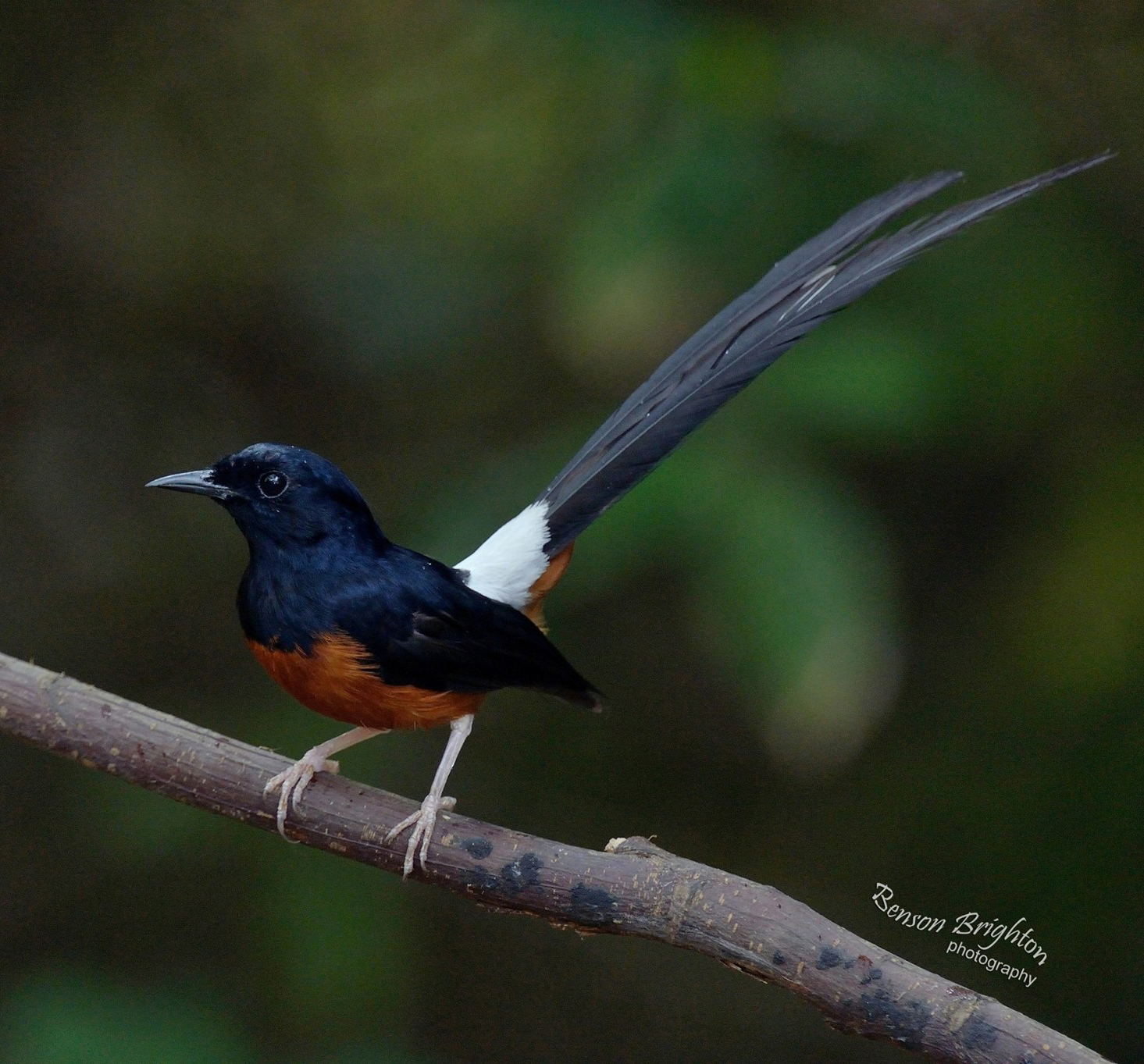 White-rumped shama_benson brighton_elizengyx.jpg