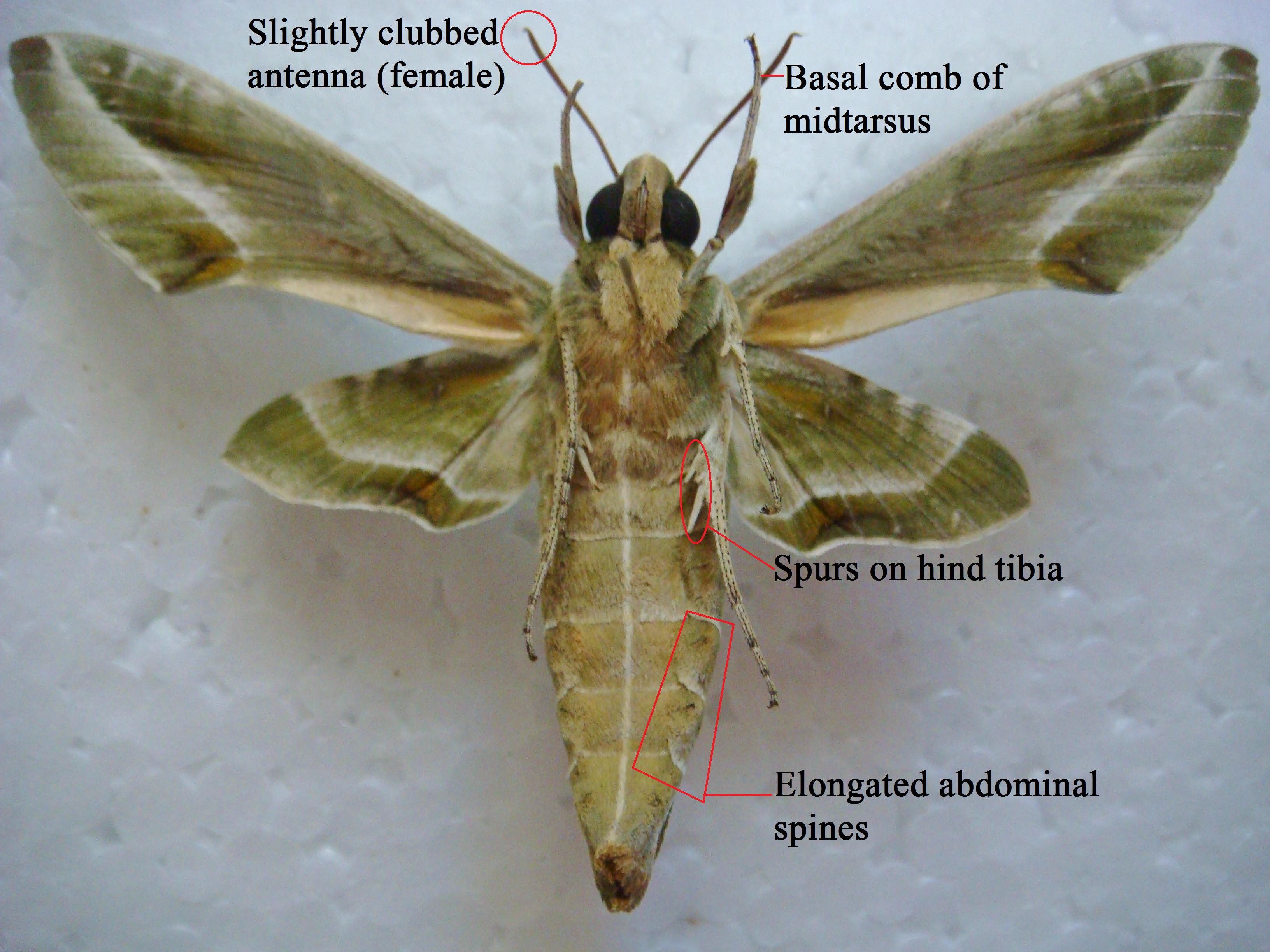 Wings spread ventral annotated.jpg