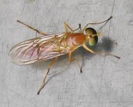 Yellow Soldier Fly.jpg