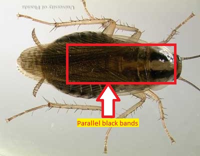 adult female cockroach.jpg