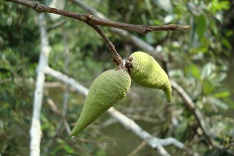 alba fruits.JPG