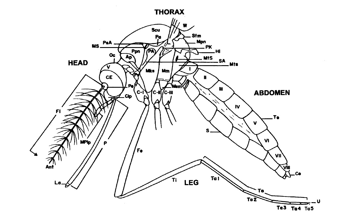 albo mos parts.jpg