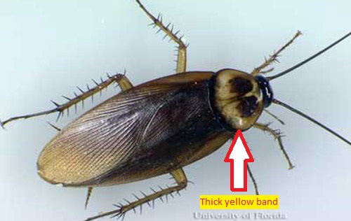 american male cockroach.JPG