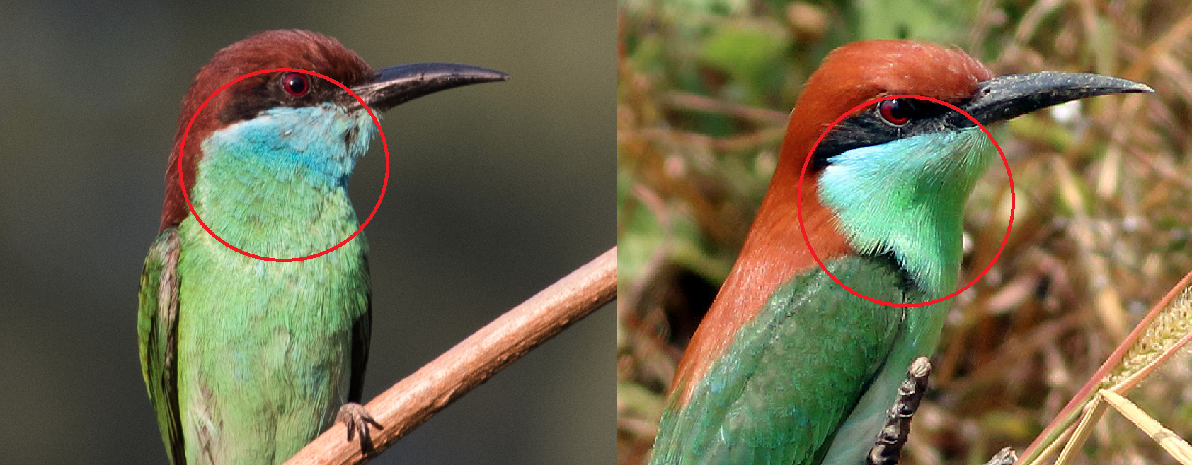 americanusvsviridis.png americanusvsviridis.png