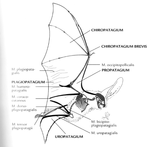 anatomy 2 of r. lepidus.PNG