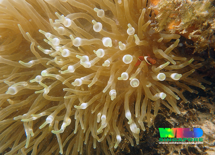 anemonefish1.jpg