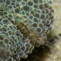 anemoneshrimp_wildsingapore.jpg