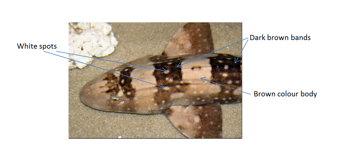 white spotted bamboo shark drawing