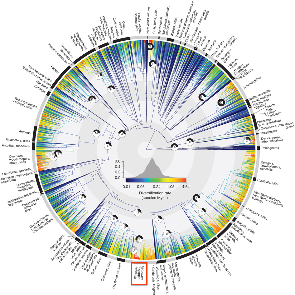 annotated phylogeny.jpg annotated phylogeny.jpg