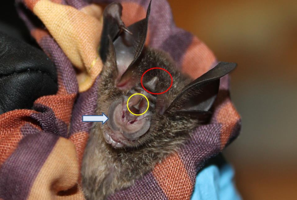 Blyths Horseshoe Bat Rhinolophus lepidus Gray Form Spread 7 Span Fast from USA