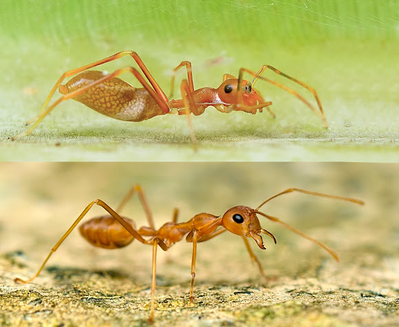 ant vs spider. taken from projectnoah.org.jpg