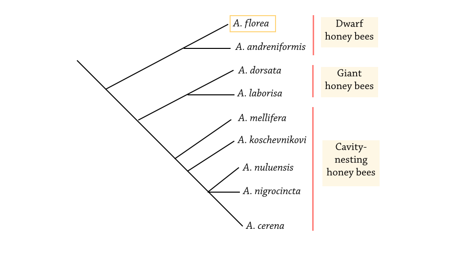 apistree_florea.001.jpg