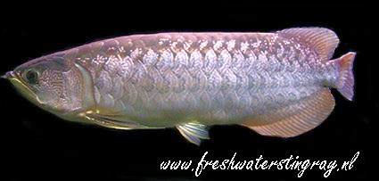 snakeskin arowana