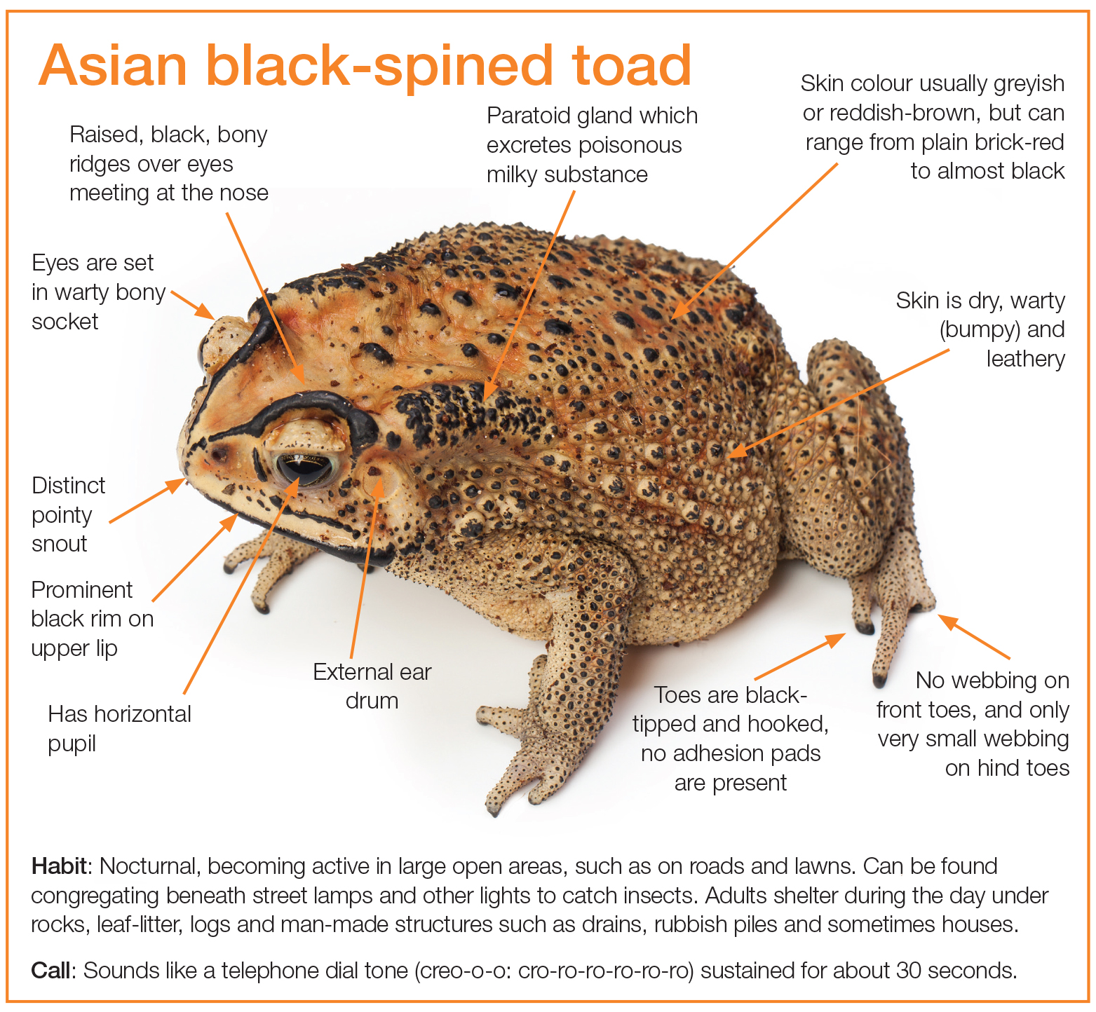 asian spined toad.jpg