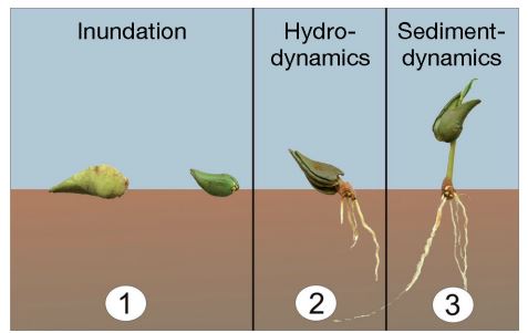 avicennia growth.JPG