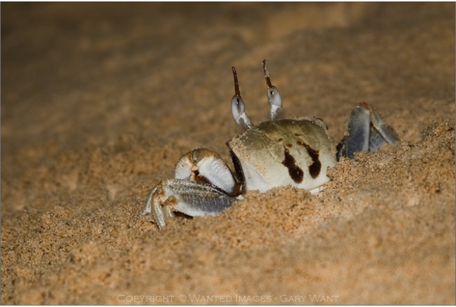 back_view_of_crab.jpg
