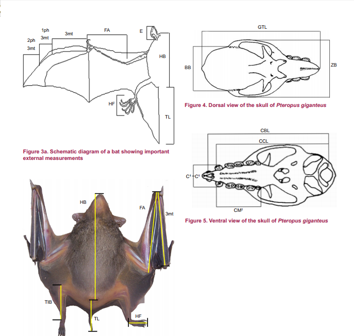 bat measurement.png