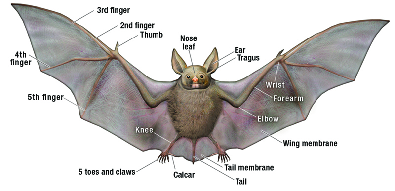 bat_anatomy1.jpg