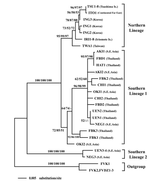 bengalensisPHYLO LJY 3lineage.jpg