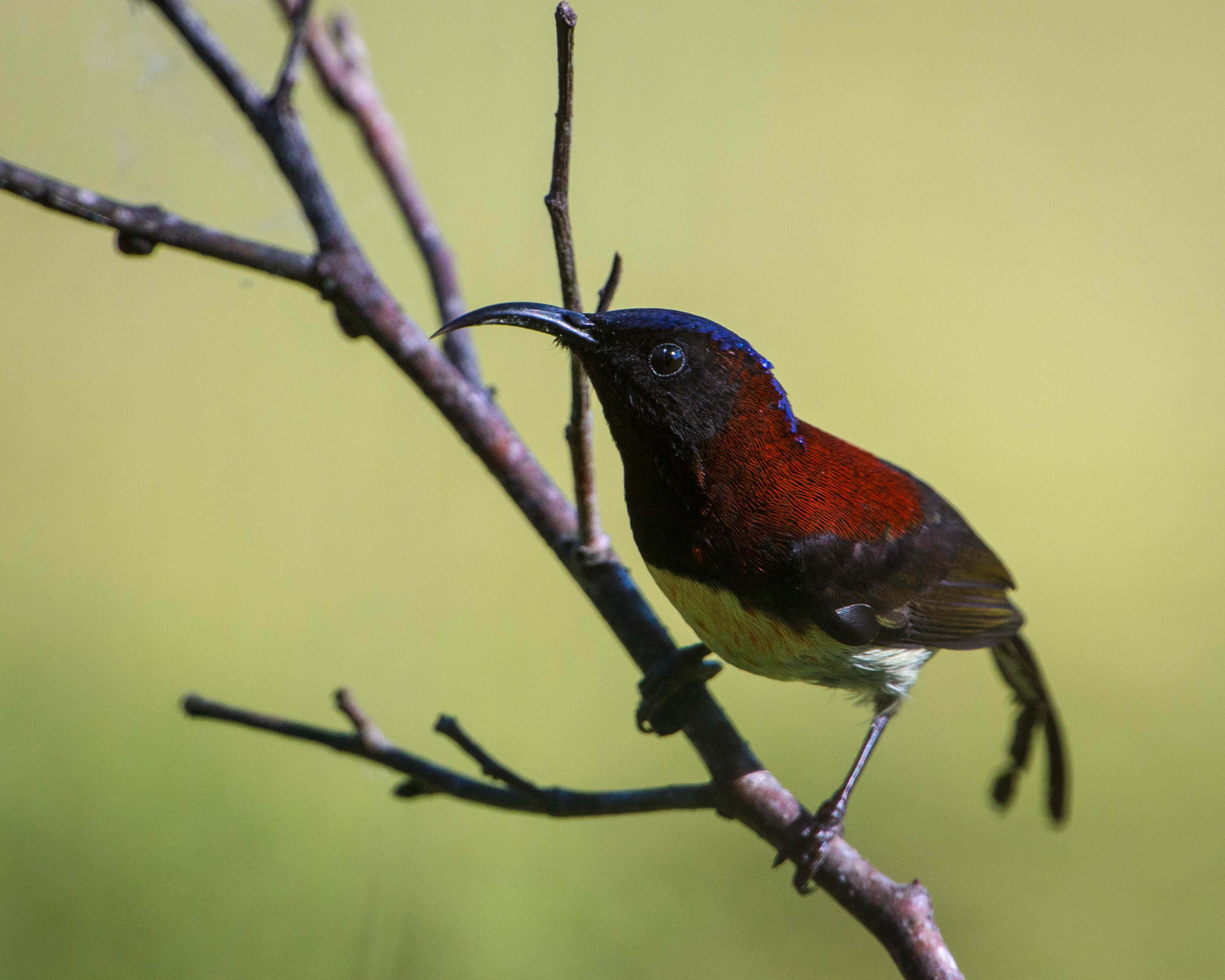 black_throated_sunbird.jpg black_throated_sunbird.jpg