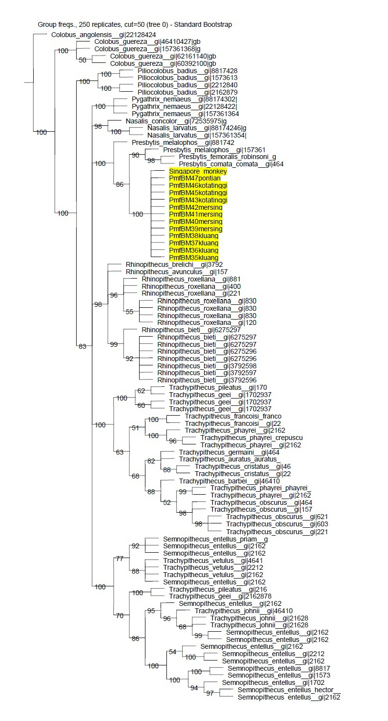 blmPhylogeny Tree from Andie Master Thesis combined.jpg