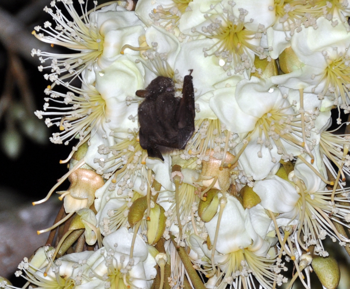 blossom-bat-on-durian-flower1.jpg