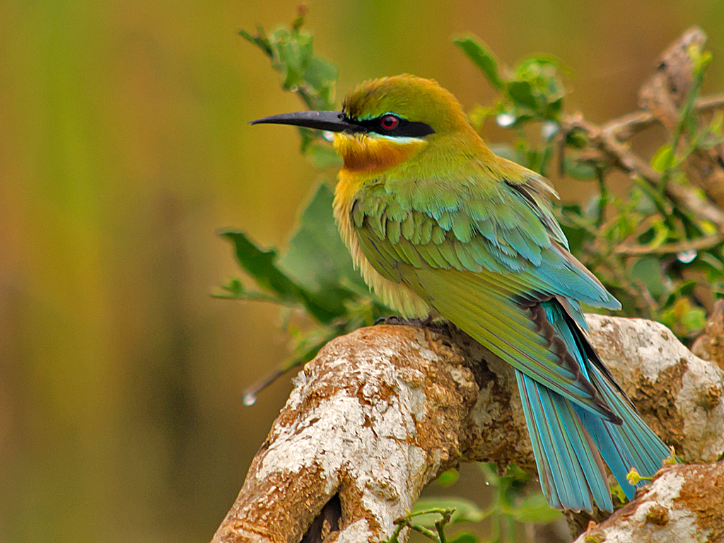 blue-tailed bee-eater.jpg
