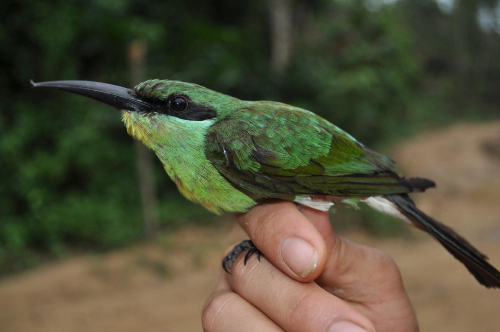 blue-throated_bee-eater_juvenile.jpg blue-throated_bee-eater_juvenile.jpg