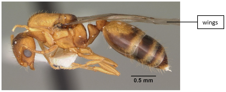 body of a queen pharaoh ant.png