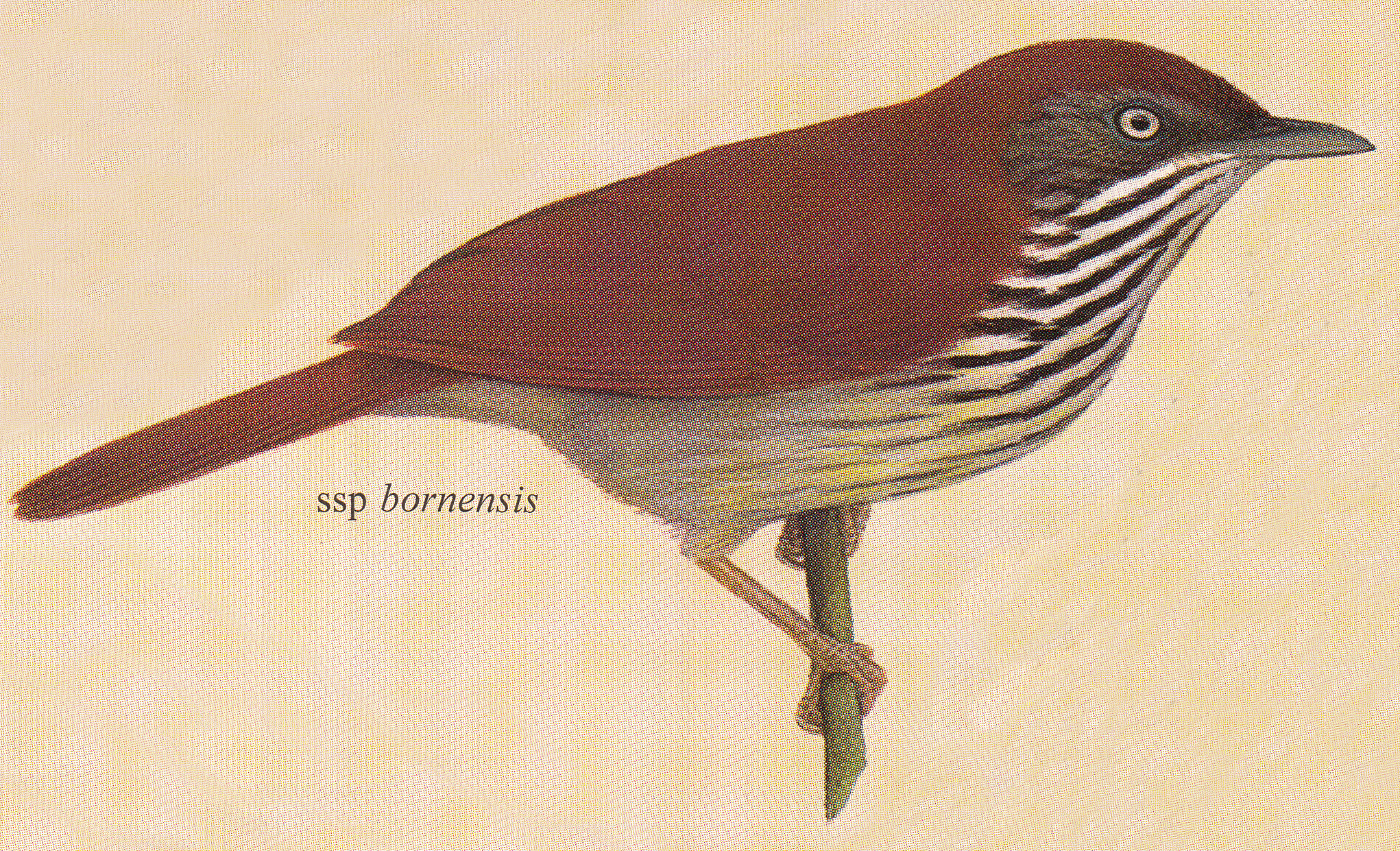 bornensis.jpg bornensis.jpg
