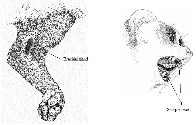 brachial gland and incisors.jpg