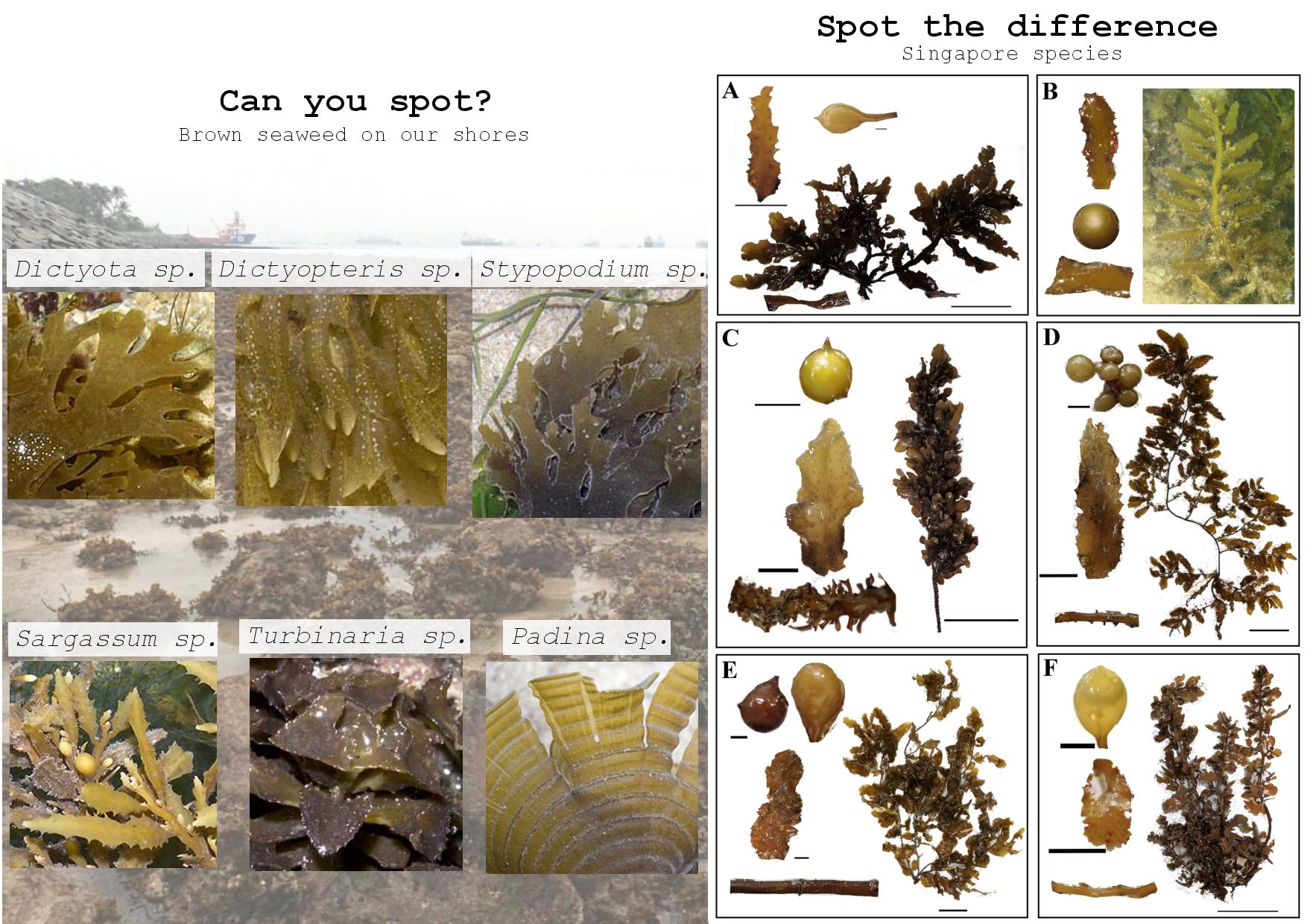 brown algae and S spp-page-001.jpg