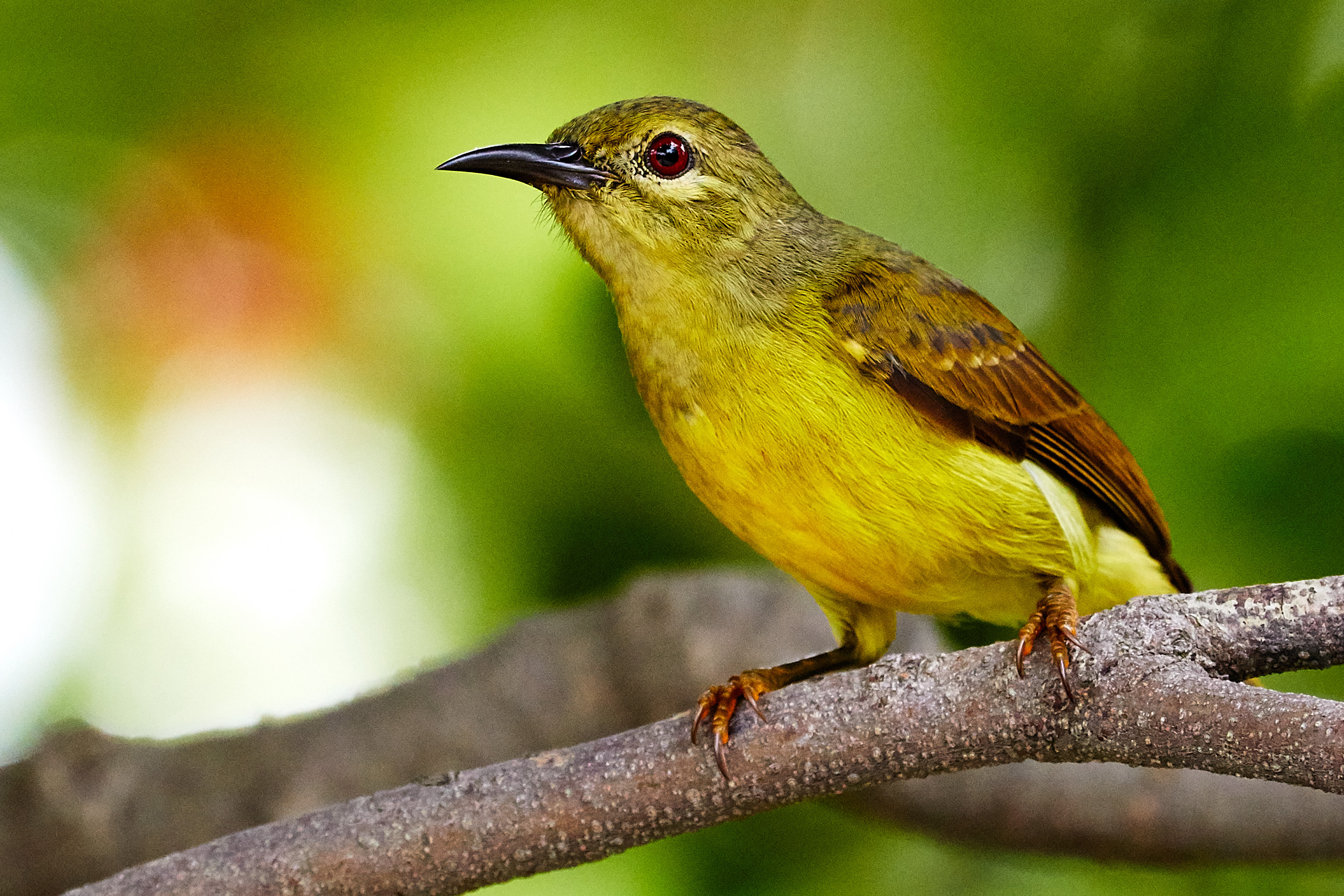 brown_throated_sunbird_female1.jpg brown_throated_sunbird_female1.jpg