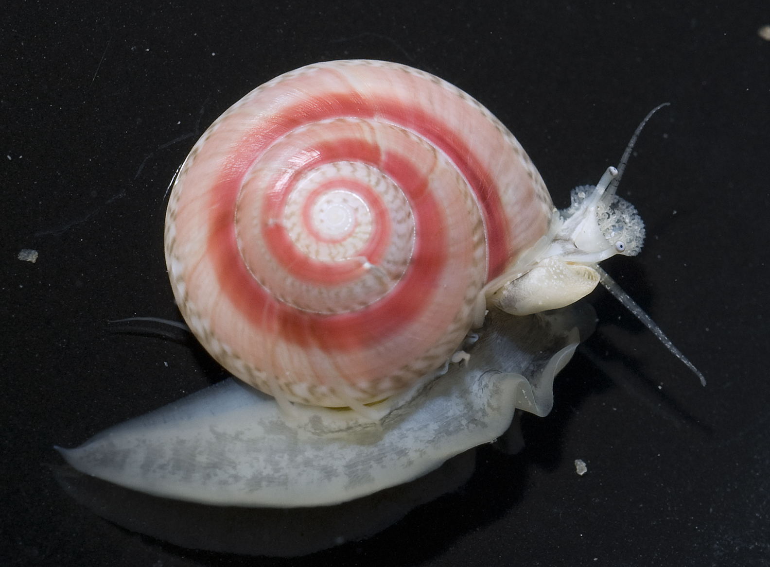 button snail 2012.jpg