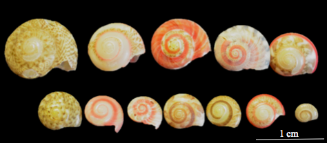 button snail morphs.png