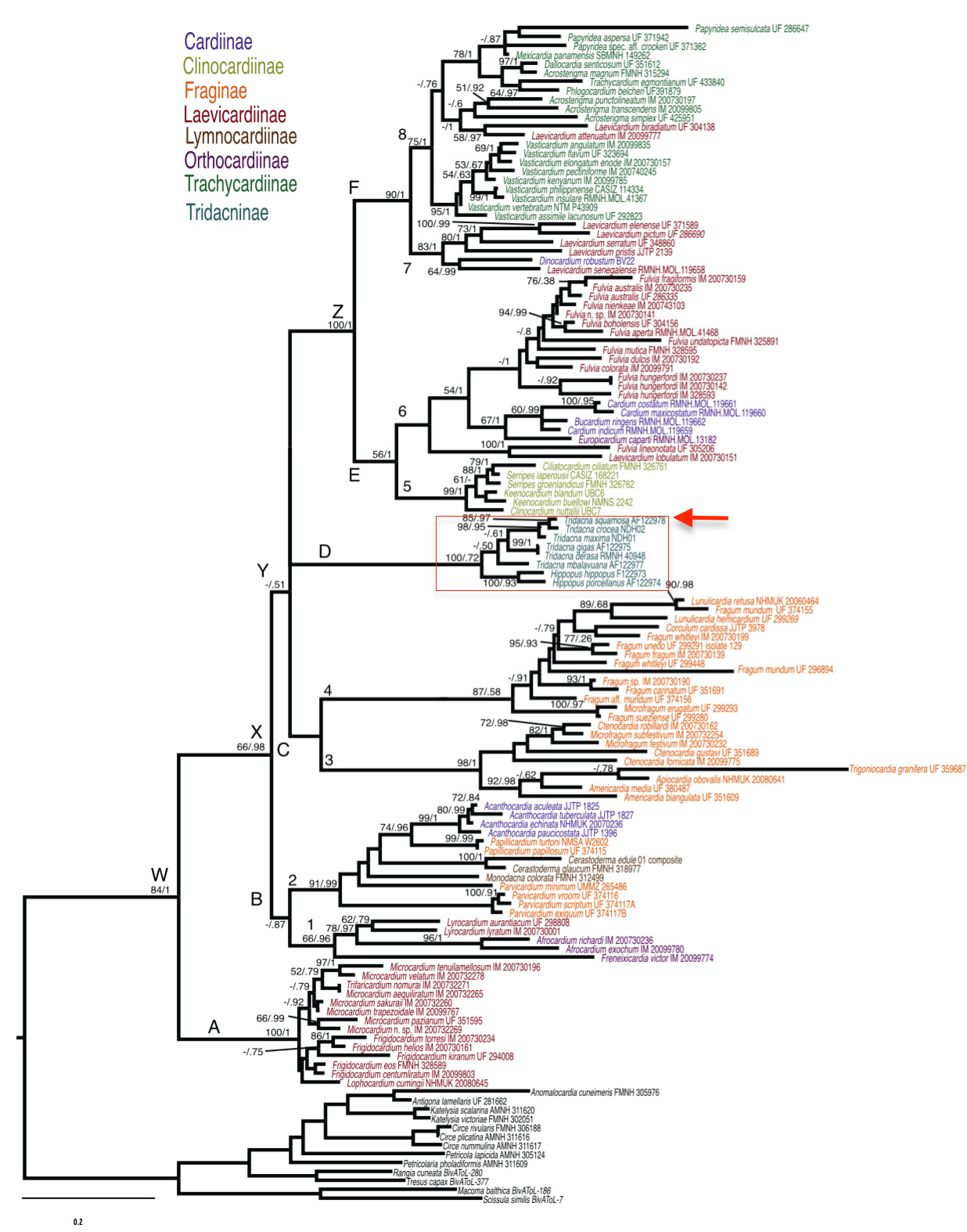 cardiidae_phylogeny1.png