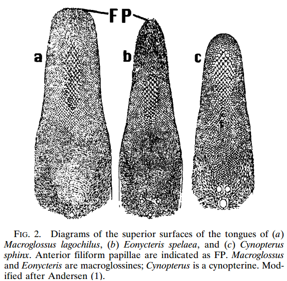 cave nectar bat's tongue.png