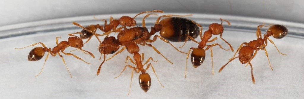 chy_a pharaoh ant queen and her workers.jpg