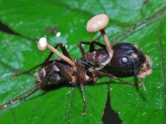 chy_example of an ant killed by entomopathogenic fungi.jpg