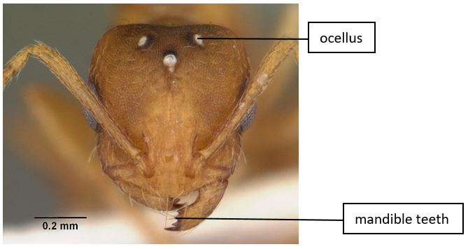 chy_head of a queen pharaoh ant.png