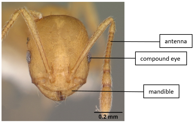 chy_head of a worker pharaoh ant.png