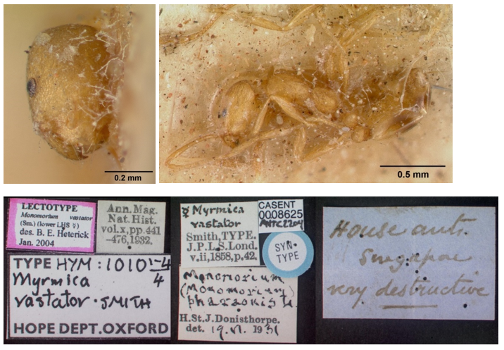 chy_lectotype of monomorium vastator from singapore.png